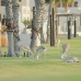 Al Maya Island & Resort 4* — Абу-Даби, ОАЭ