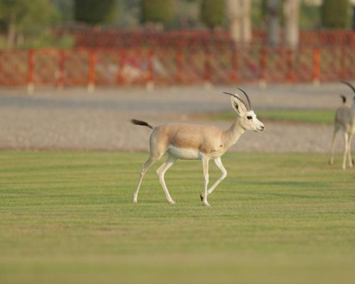 Al Maya Island & Resort 4* — Абу-Даби, ОАЭ