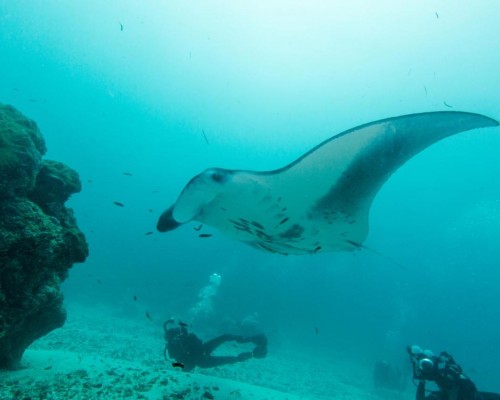 Scuba Inn 3* — Ари Атолл, остров Омаду