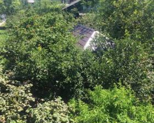 Гостевой дом Аламыс в Гагре: честный обзор