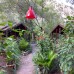 CanaRio Bungalow 3* в Кемере — честный разбор от турагента