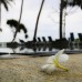 Earl's Regent Negombo 4* — отель в Негомбо, Шри-Ланка