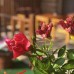 Sedir Park Bungalow Hotel 4* (Аланья): честный обзор от турагента