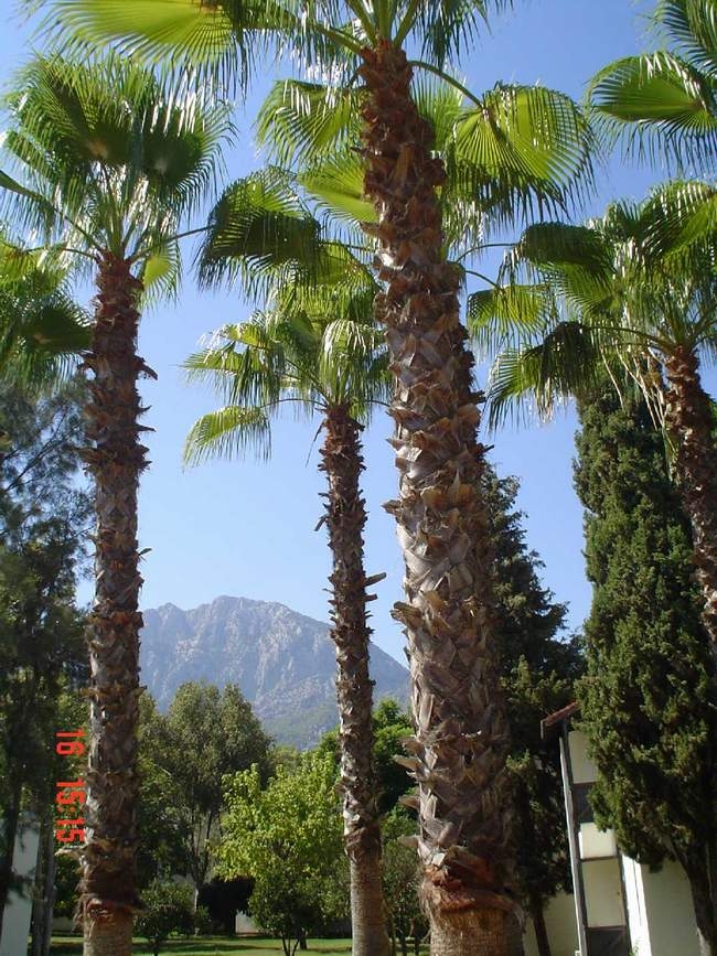 Majesty Club Kemer Beach